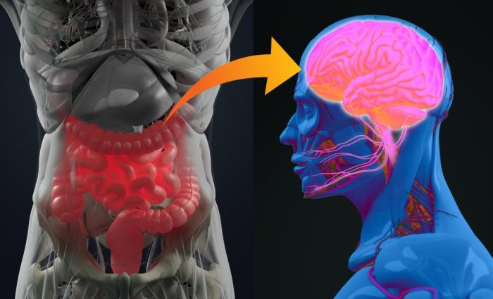 Gut-brain axis. The communication between the gut and brain. Blood ... Gut-Brain Axis: Products for a Healthier Digestive System